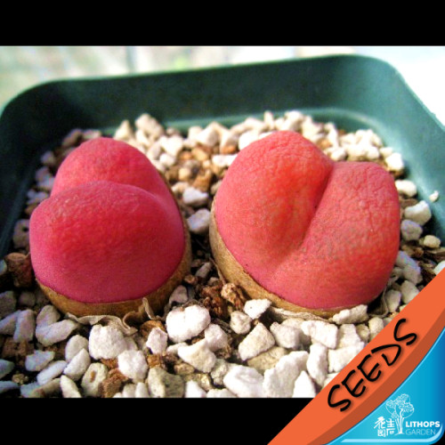 R18 红马哈尼/毛汉尼种子Conophytum maughanii 20粒