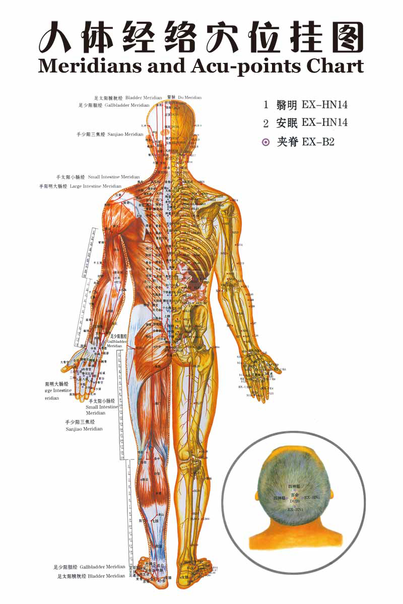 海报印制109素材常用挂图海报展板273人体经络穴位挂图非高清图