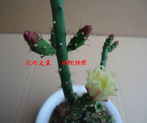 多肉植物，【仙人牡丹】 .开花很漂亮 - 封面