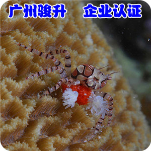 【广州骏升】海水鱼 活体 鱼饲料 海水鱼  海水鱼 拳击蟹