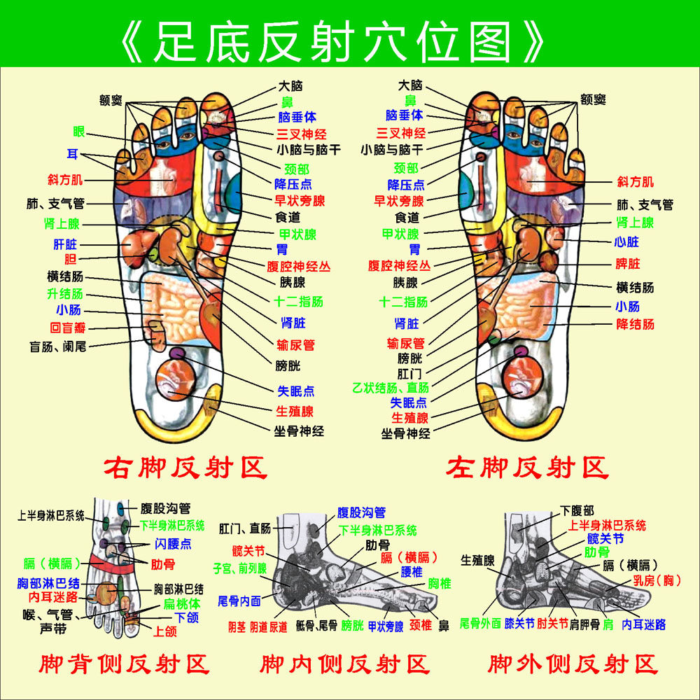 569海报印制海报展板素材341足底反射穴位图 非高清图