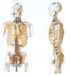 透明半身躯干附血管神经模型A10005