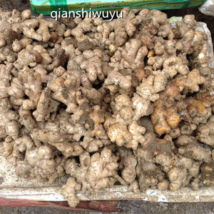 贵州山区农家散种生姜土姜月子姜老姜500g