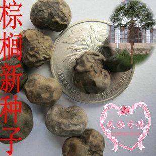 花卉林木树种 棕榈种子 并榈 唐棕榈种子 山棕树种子