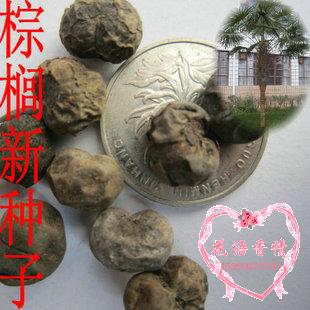 花卉林木树种 棕榈种子 并榈 唐棕榈种子 山棕树种子