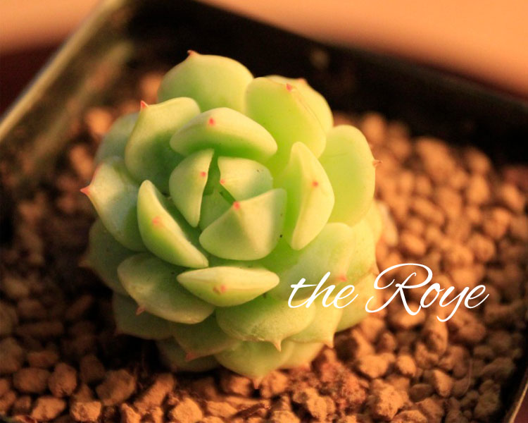Royeº«¹ú½ø¿Ú¾«Æ·ÈºÉúÀÏ×®¶àÈâÖ²Îï ¾²Ò¹ ºì¼â¼â СÖдó¿Å ȺÉú
