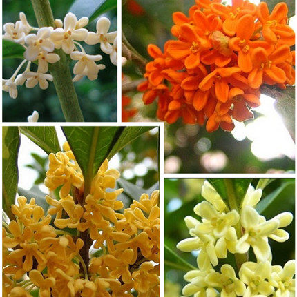 【桂花苗】丹桂 金桂 银桂 四季桂 桂花树苗 量大优惠