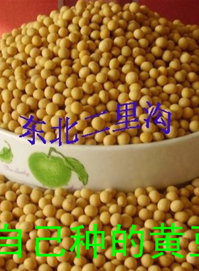 今年东北特产大豆黄豆种种植生豆芽磨豆浆很有营养满10斤包邮