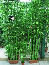 Bougie - Ref 2490244 Image 18