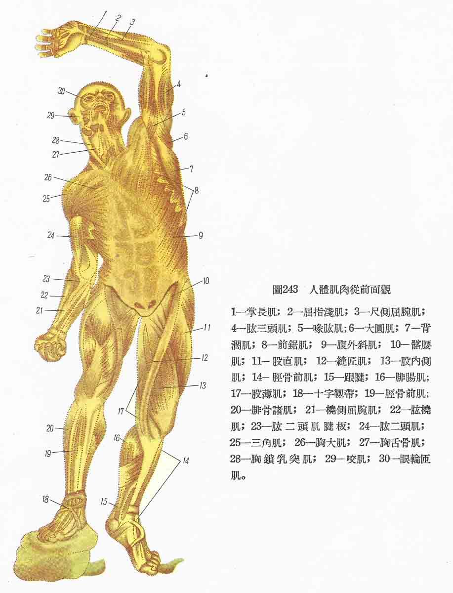 海报印制305素材人体器官展板75人体肌肉前面观图  非高清图