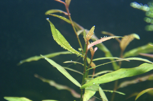 珍珍水草 1枝 一点红 水草一点红