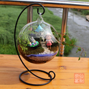 多肉圆球玻璃瓶 透明悬挂玻璃花瓶 苔藓铁架花瓶 微景观生态瓶