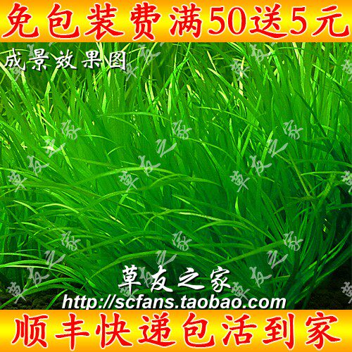 鱼草缸真水草种植活体造景套餐水下草水中叶 日本箦藻 中景前景草