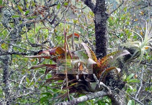 空气凤梨 Racineae tillii 梦幻型旋叶斑点玉米头 展示