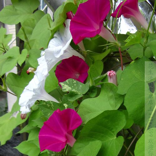 郝恩嘉花卉朝颜牵牛花种子盆栽爬藤室内阳台喇叭花 - 封面