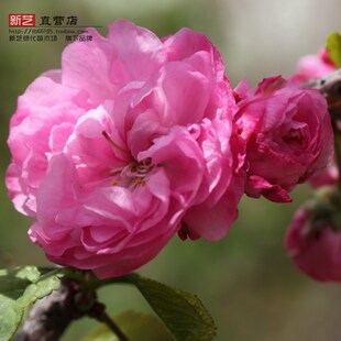 榆叶梅大花榆叶梅树苗梅花树苗榆叶梅小苗榆叶梅盆栽庭院绿化树苗