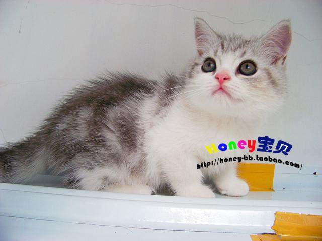 苏格兰折耳猫/折立 立耳dd 加白美短,银虎斑加白(sold)