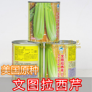 【美国文图拉西芹种子】进口芹菜原种 生长快速 亩产万斤 秋播