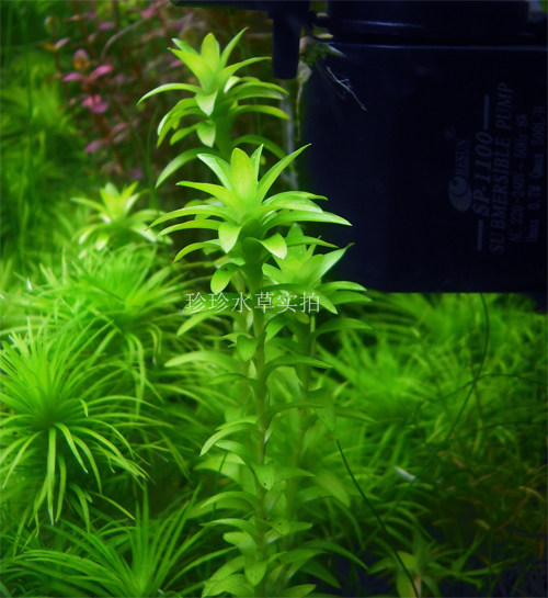 水草宽叶太阳 宽太 太阳草 (100%自产)(一枝)-珍珍水草