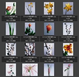 花卉花朵图片 一枝花 简洁花饰 棉花也是花素材图片图库