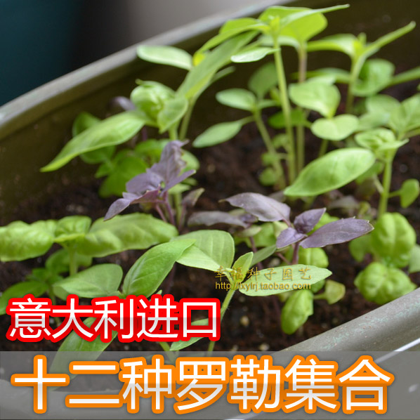 甜罗勒混合九层塔金不换罗勒种子