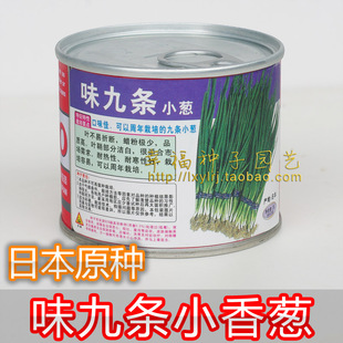 日本【武藏野味九条小香葱种子】拌饭葱 小葱种子 翠绿香味浓