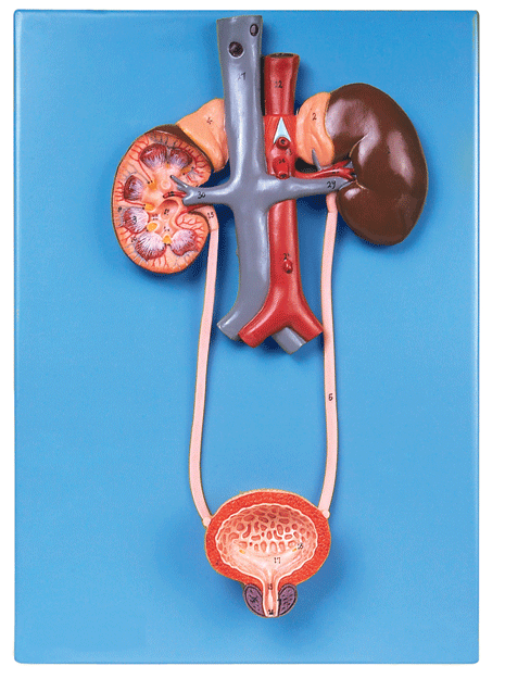 泌尿系统模型a14001