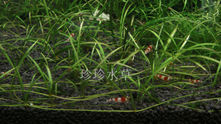 水草针叶皇冠 皇冠草(1株）珍珍水草