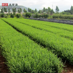 小叶女贞水蜡小白蜡楝青小叶水蜡树小叶女贞小苗篱笆灌木绿化苗木