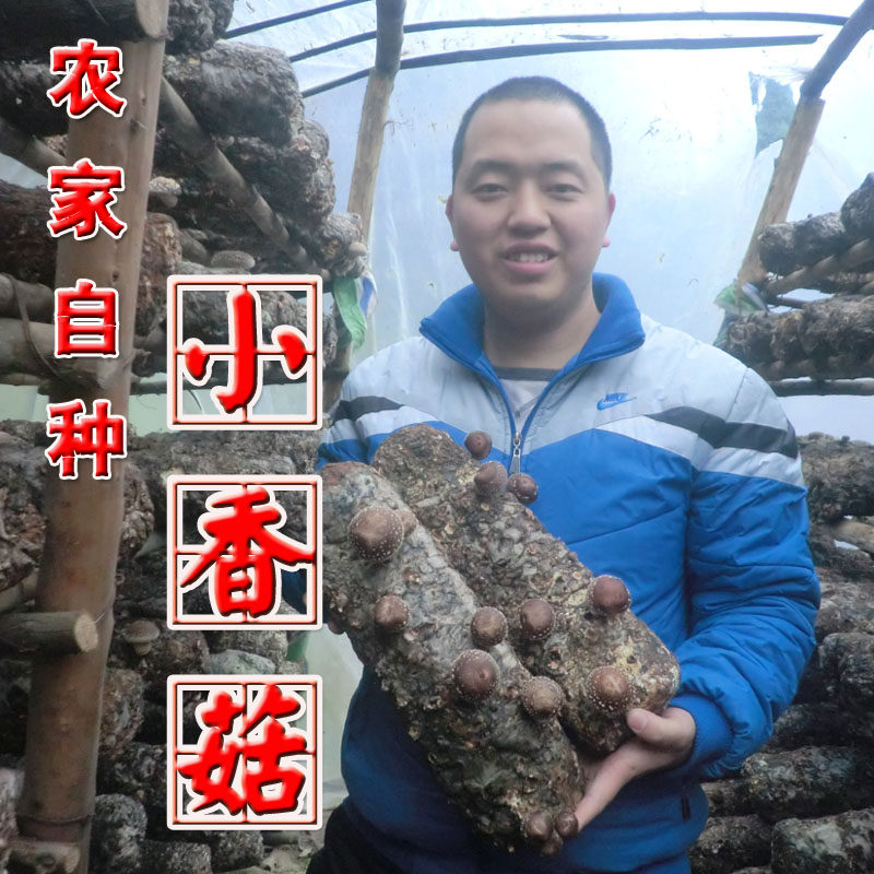 正宗椴木食用菌小香菇 特价包邮 金钱菇冬菇250g件  包邮