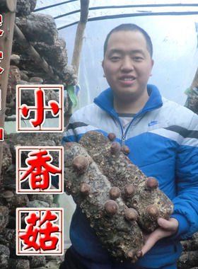 正宗椴木食用菌小香菇 特价包邮 金钱菇冬菇250g件  包邮
