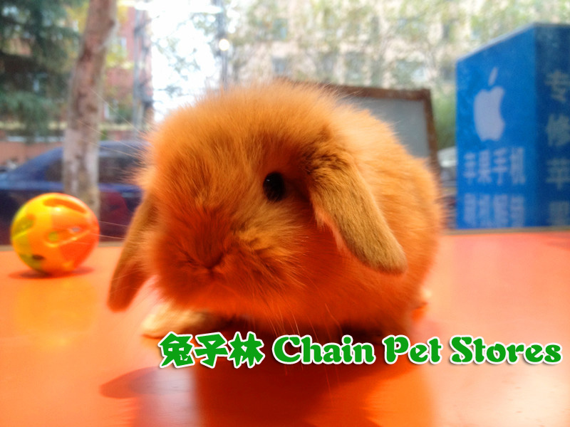 兔子林-宠物兔纯种荷兰垂耳兔上海实体店出售已出售_虎窝淘