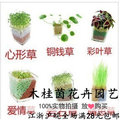 Bình thủy tinh siêu mỏng phần [bóng nhỏ] chai cho cây thủy canh - Vase / Bồn hoa & Kệ chậu nhựa trắng