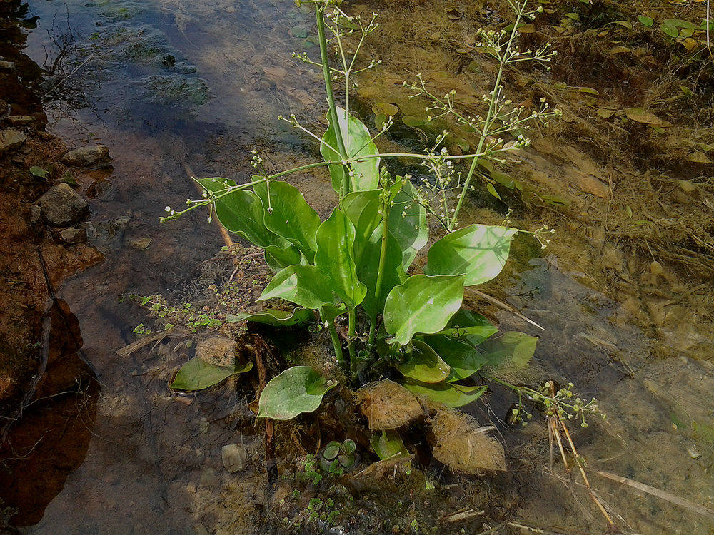 稀有沼泽湿地水培 佗草水草 水陆缸生态缸热带雨林植物水车前绿植