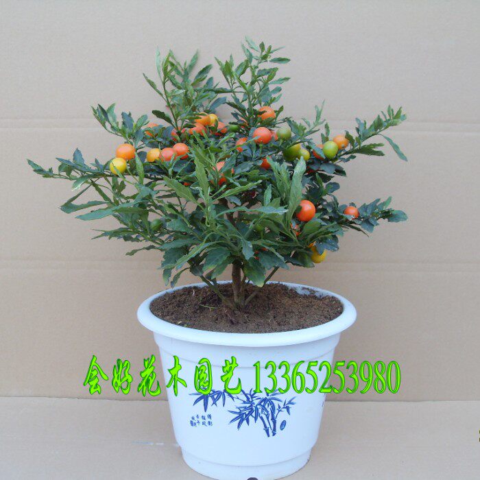花卉看樱桃冬珊瑚盆栽海椒观果
