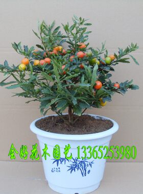 花卉看樱桃冬珊瑚盆栽海椒观果