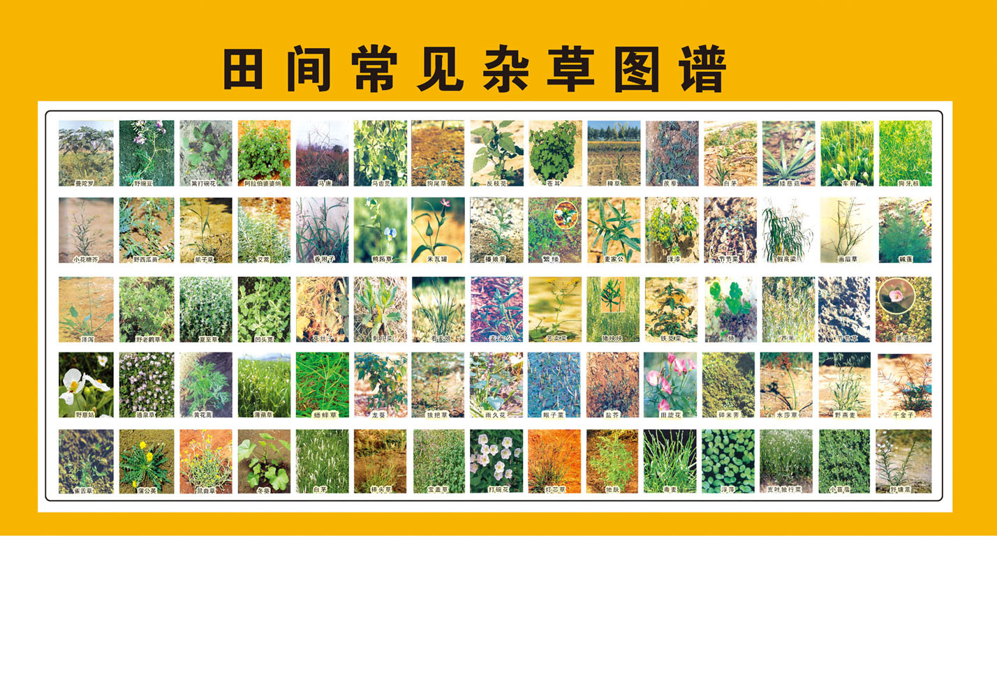海报印制325常见海报展板素材145田间常见杂草图谱