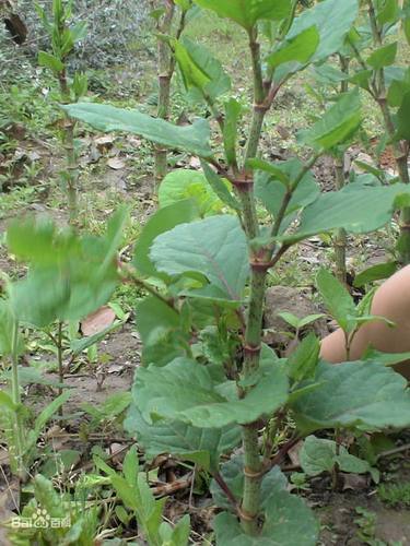 可种植虎杖种苗酸汤杆根芽苗