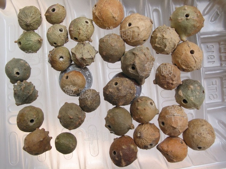 diy原籽通天眼散珠菩提籽种特价