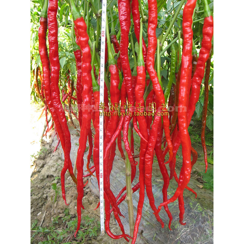【湘研娇龙线辣椒种子】辣味浓鸡肠子辣椒剁椒产量高抗病易种植