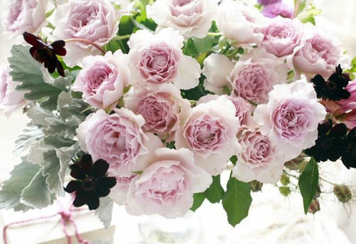 蓝紫色花质量怎么样 蓝紫色花口碑怎么样 小麦优选