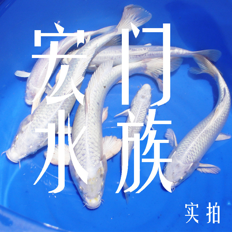 纯种日本锦鲤活体巨型金鱼