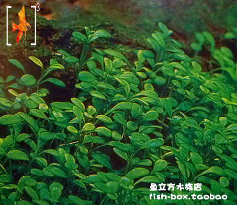 迷你矮珍珠草/爬地矮珍珠 8x8网片 前景观赏水草 热带观赏鱼造景
