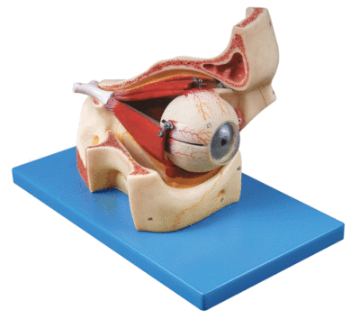 眼球与眼眶放大模型GD/A17104