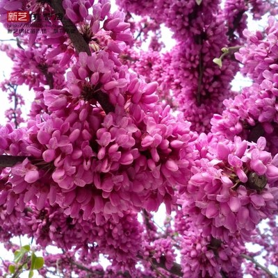 紫荆花丛生灌木紫荆树苗当年开花