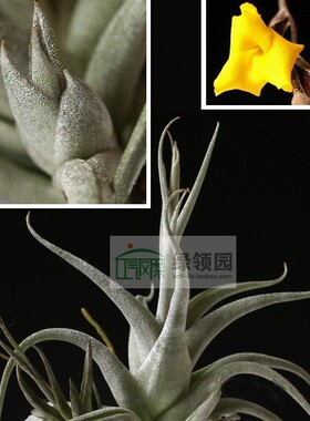 展示 空气凤梨 精品 Tillandsia aurea 黄色香花小型品种