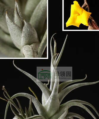 黄色小型品种空气凤梨