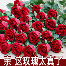 ���滨õ�廨 �q��õ �b��ٻ��������l(f��) �鼆�zӰ���� 20֦���]