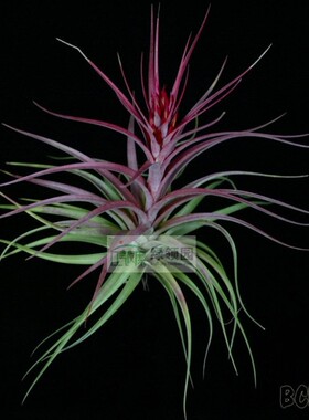 展示 空气凤梨 热带 T. sparkler(brachycaulos x concolor)
