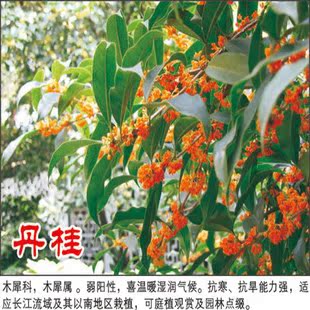 庭院盆栽 地栽四季长青花卉桂花树苗 状元红丹桂 金桂十里飘香